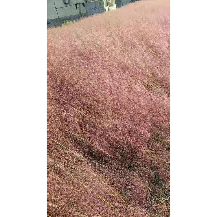 推销绿花是粉黛乱子草生产 批发生产