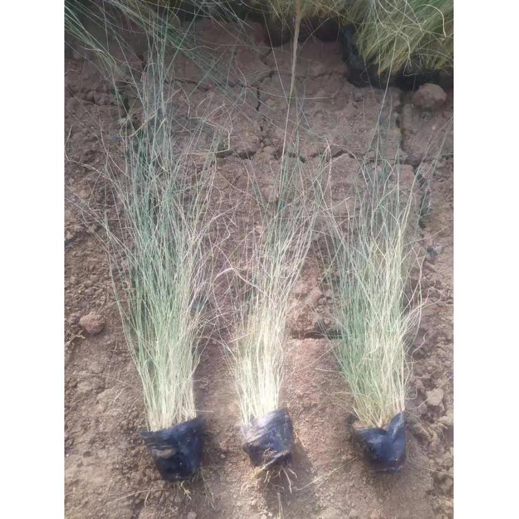 基地潍坊是粉黛乱子草乱子草粉黛 粉黛乱子草粉黛乱子草销售