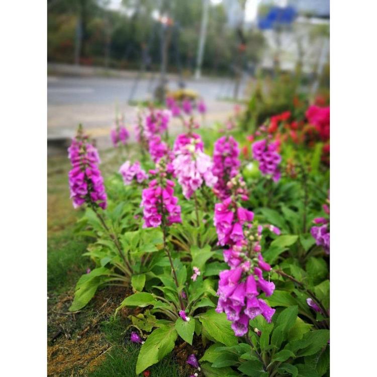 基地是是毛地黄生产 批发生产