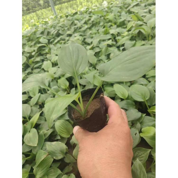 生产观花喜阴.玉簪经销 白玉簪小苗紫玉簪