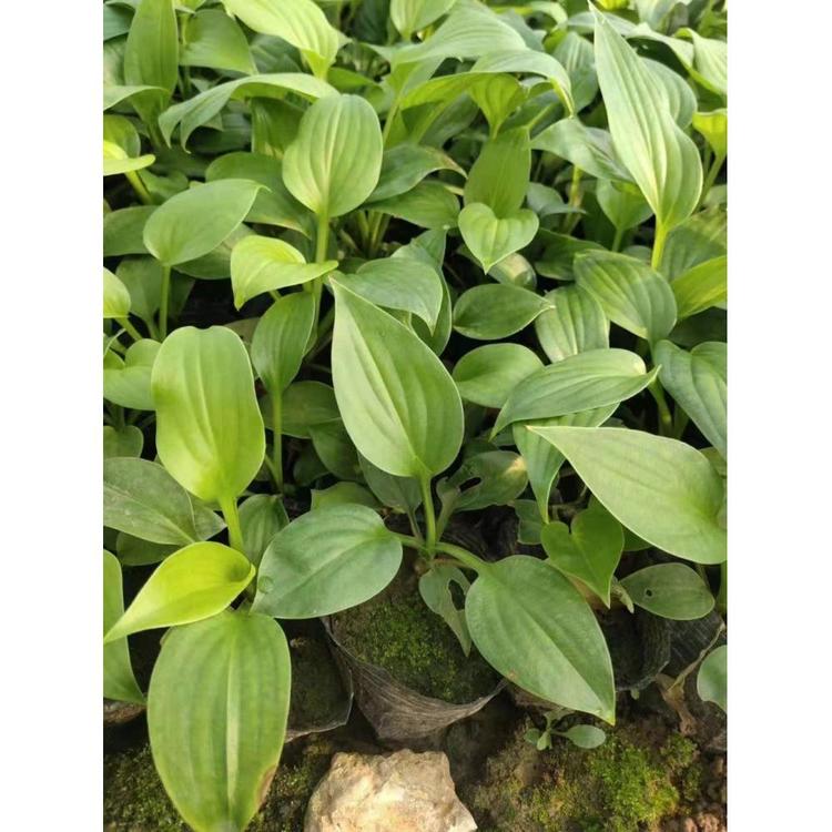 生产多色系玉簪批发 种植紫玉簪