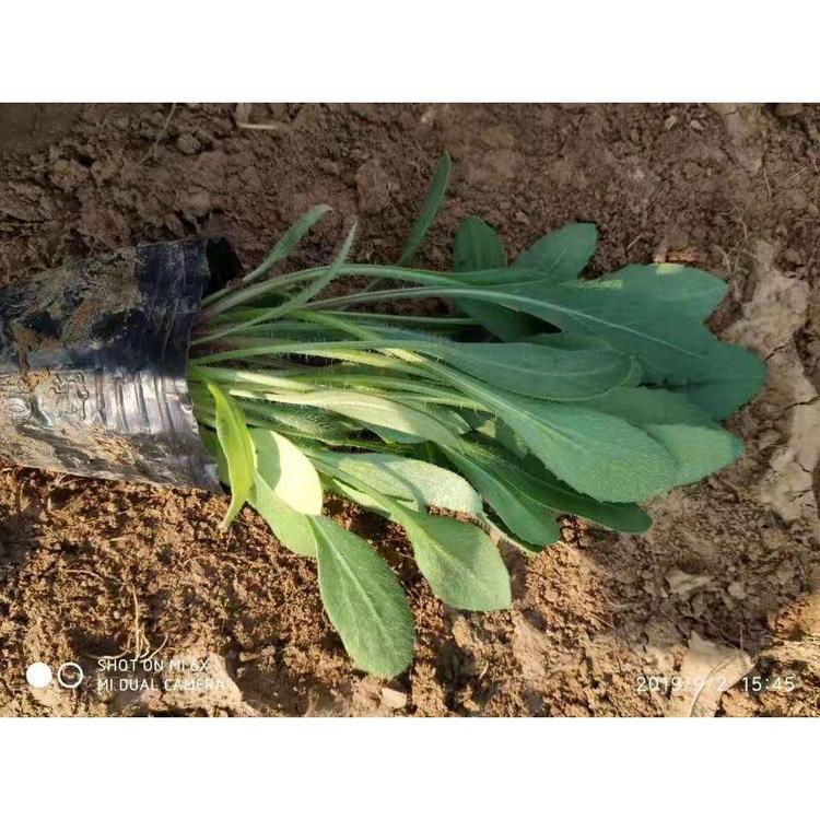 山东天人菊小苗 天人菊批发批发