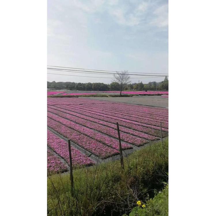 是丛生福禄考芝樱