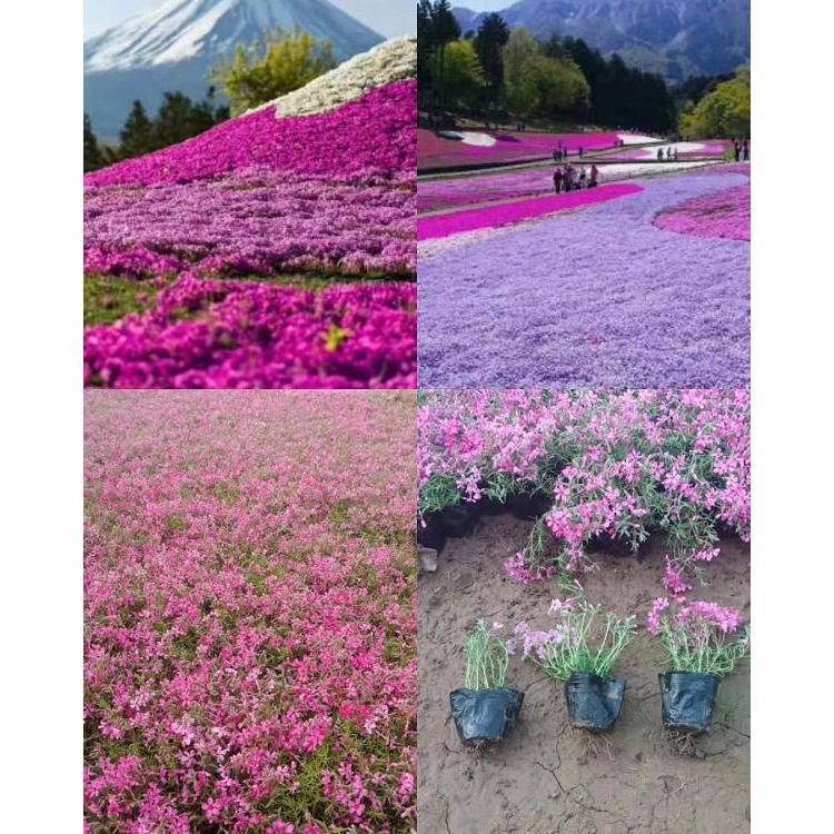 青州丛生福禄考      丛生福禄考小苗