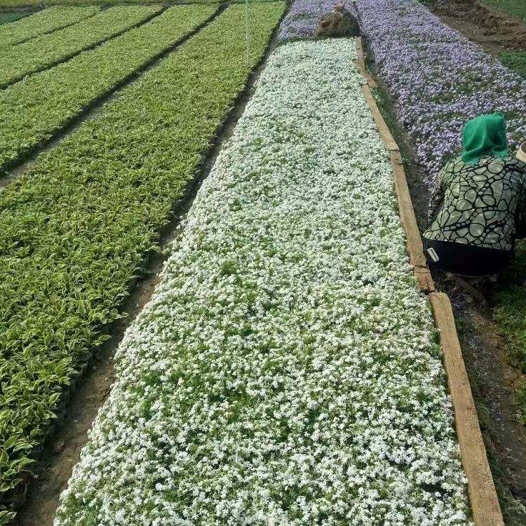 喜阳    丛生福禄考   芝樱批发