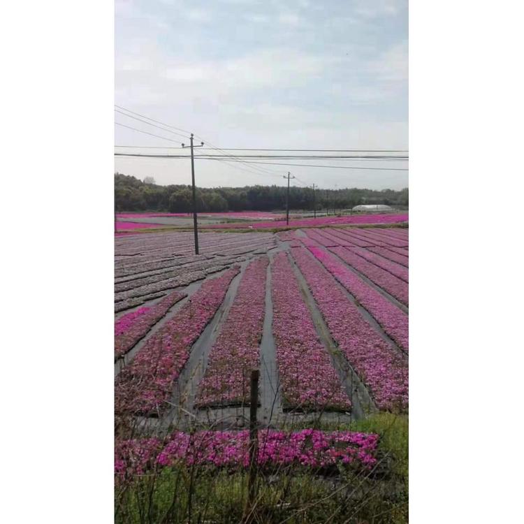 喜阳    丛生福禄考     芝樱