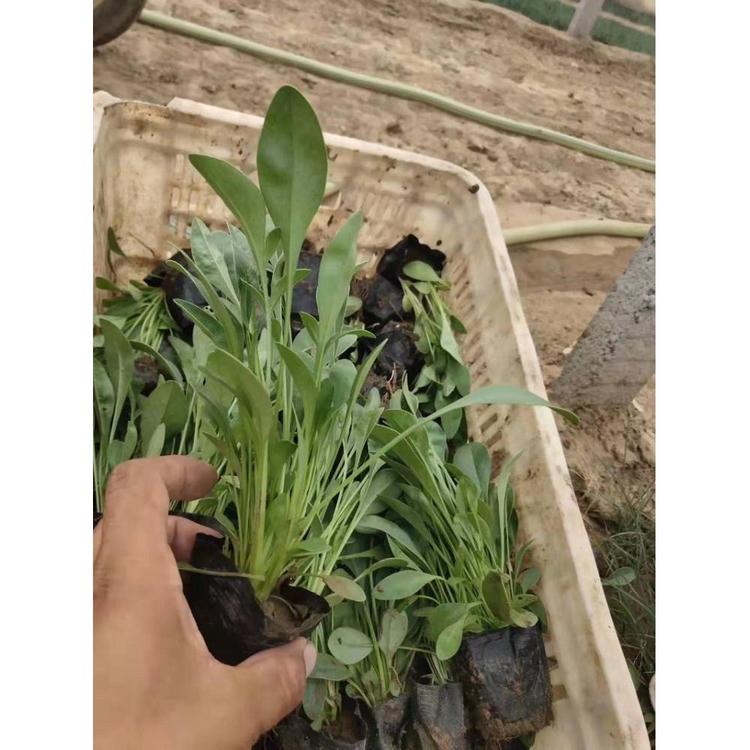 现货绿色系大花金鸡菊价格 大花金鸡菊苗批发