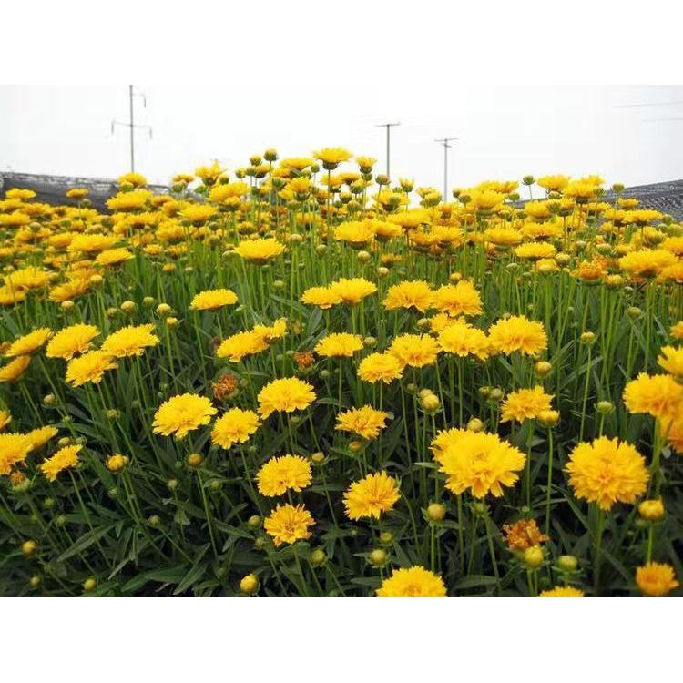 供应绿色系中性大花金鸡菊批发 金鸡菊苗基地