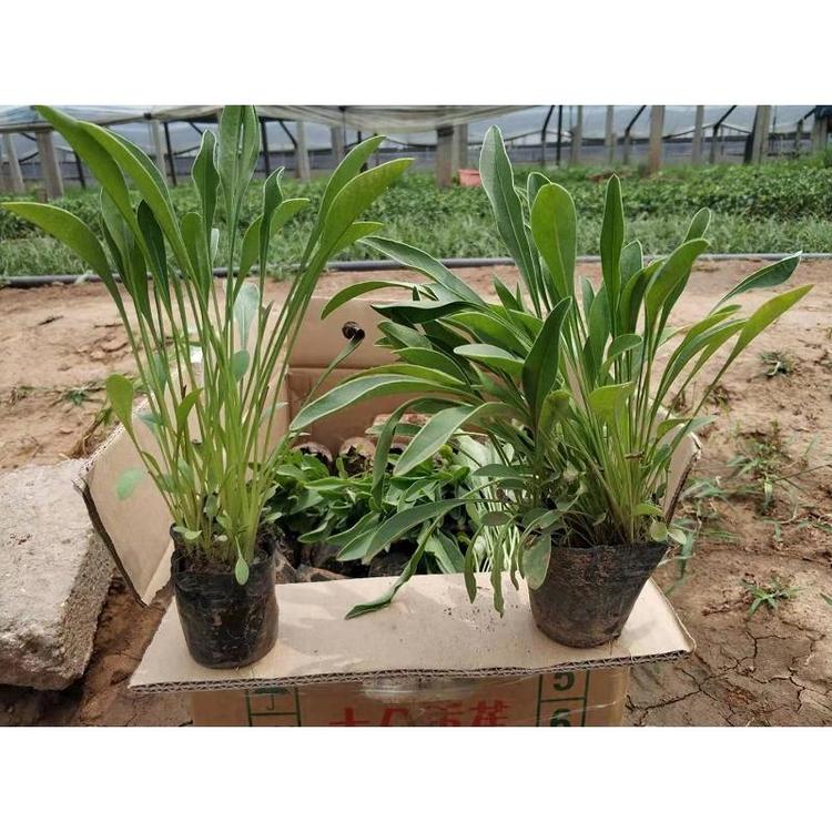 供应正常型大花金鸡菊批发 金鸡菊基地