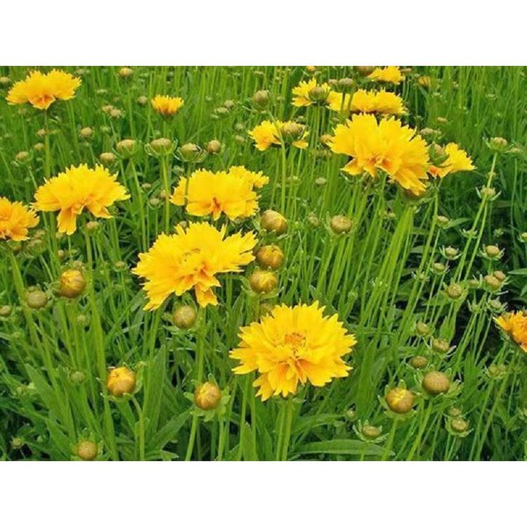 大量批发花境.花坛.花带.湿地绿化中性大花金鸡菊价格 金鸡菊价格