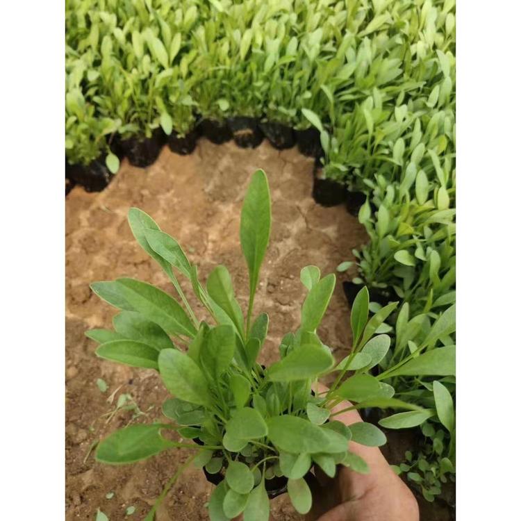 供应大花金鸡菊 大花金鸡菊价格 金鸡菊苗批发