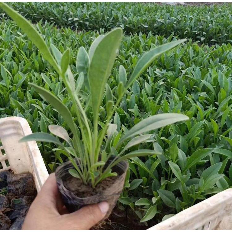 潍坊否金鸡菊小苗 大花金鸡菊厂家