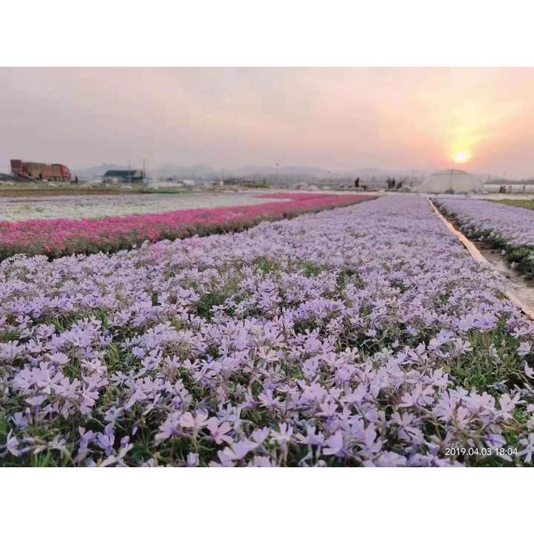 青州潍坊芝樱直销 芝樱2小苗