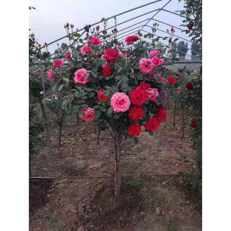青州潍坊月季树批发 树状月季直销