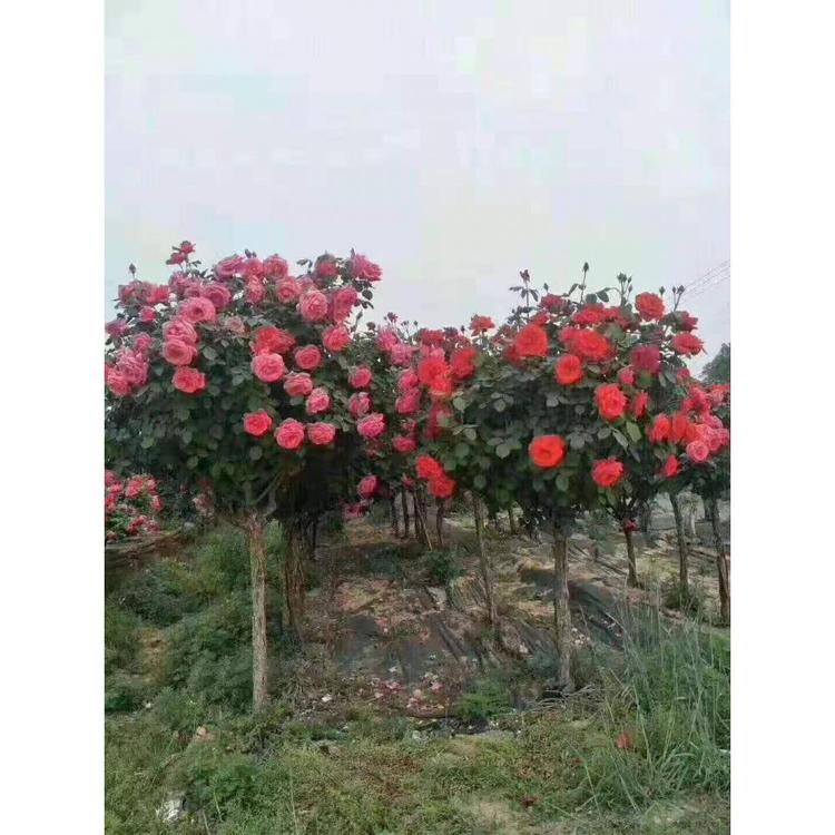 青州是潍坊月季树基地 树状月季直销