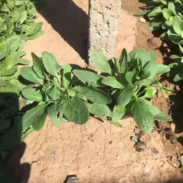 潍坊纸坊村地被鼠尾草直销 地被鼠尾草小苗直销
