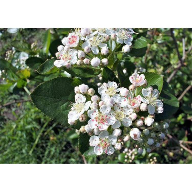 基地直销花楸苗苗木栽培技术 _臭槐树苗生产基地