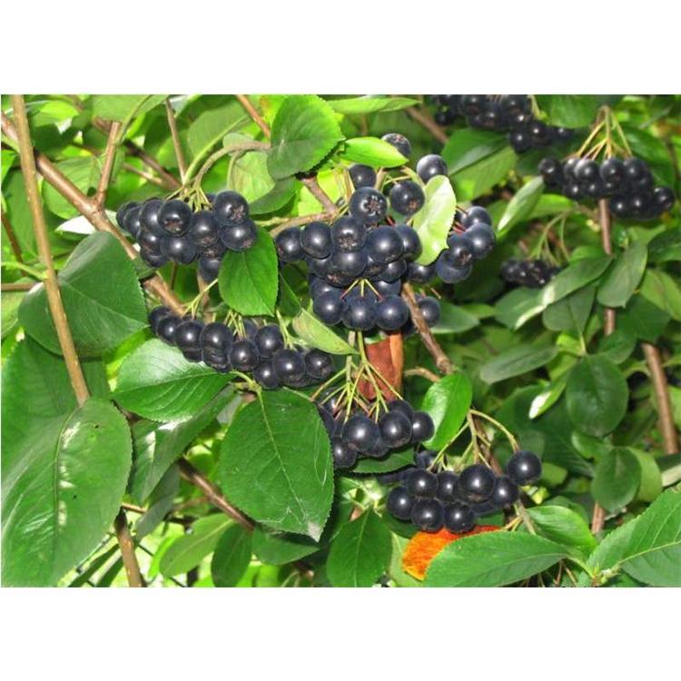 特价供应花楸苗 批发百花花楸苗 黑果花楸苗