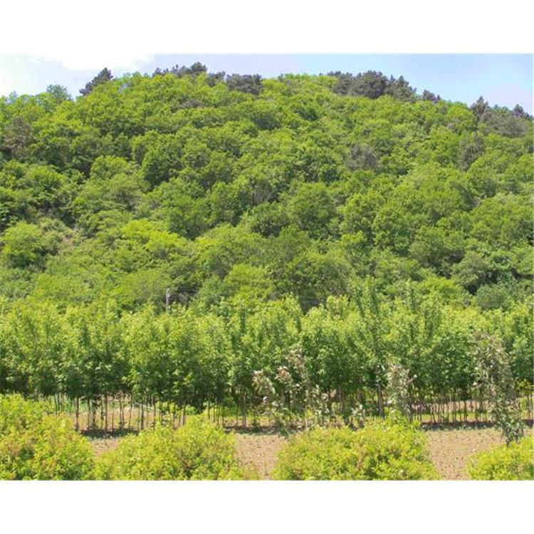 特价花楸苗产地 _马加木苗咨询