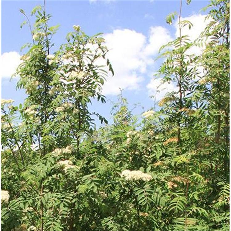 优良花楸苗生产苗木基地 _花楸苗木树苗生产基地