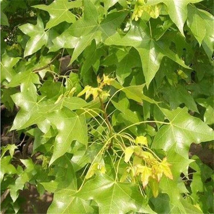 出售五角枫苗苗木大全 _五角3年苗木苗木大全