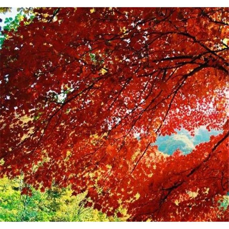 出售九角枫苗生产苗木基地 _九角枫种苗苗木产地咨询