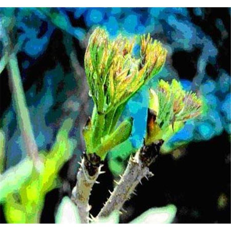 优质刺嫩芽苗木产地报价 _刺嫩芽苗木苗木报价