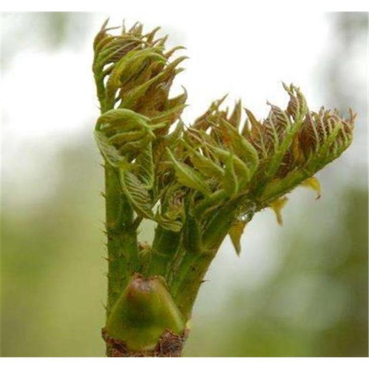 出售刺嫩芽苗木栽培技术服务 _刺龙芽小苗产地报价