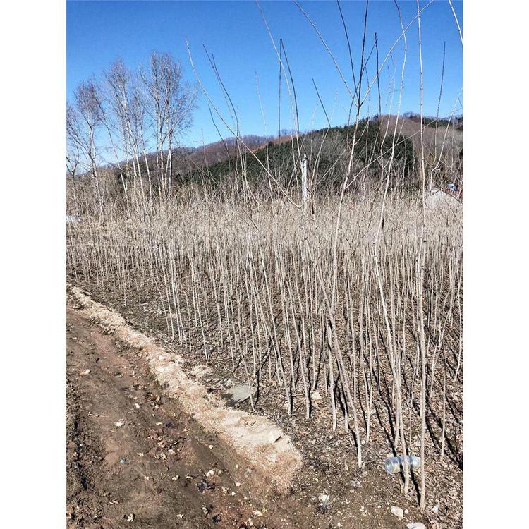 供应五角枫繁育基地 _五角枫小苗批发