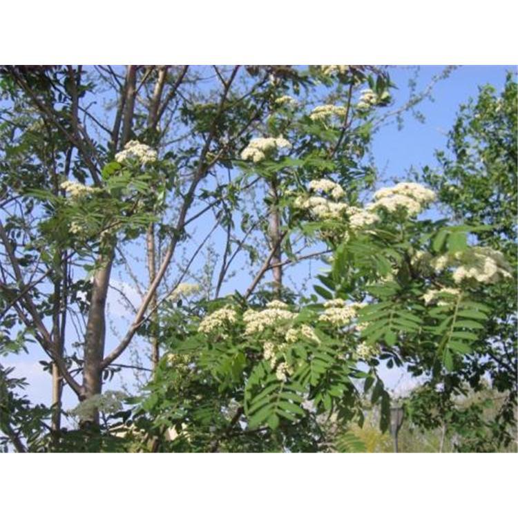 热销百花花楸苗培育基地 _百花花楸2年苗苗木生产基地