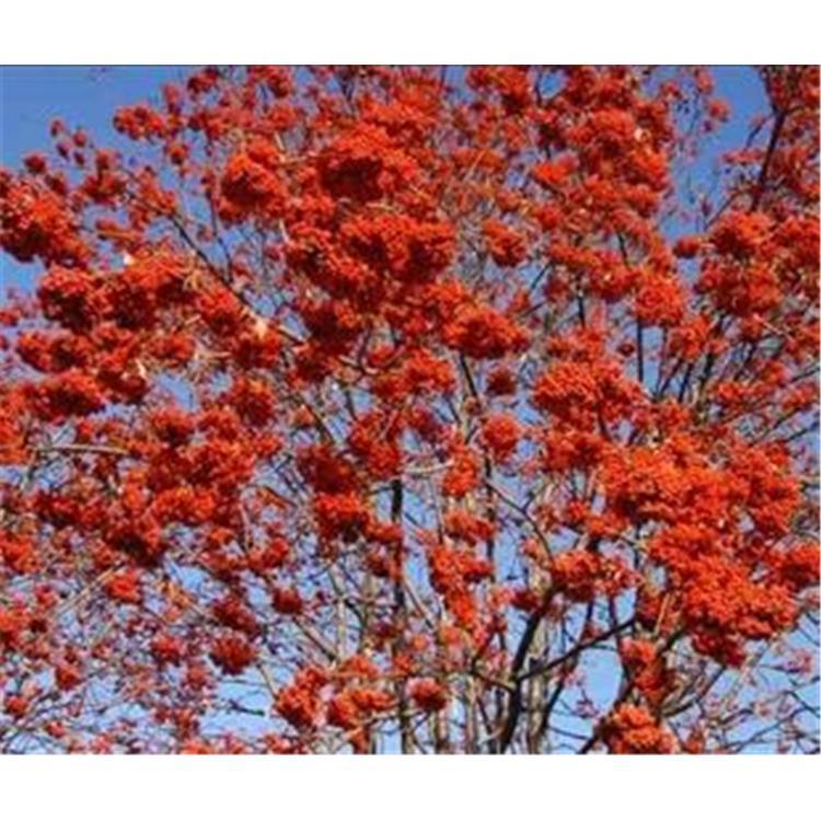 品质优良 百花花楸苗苗木栽培技术 _百花花楸二年苗产地