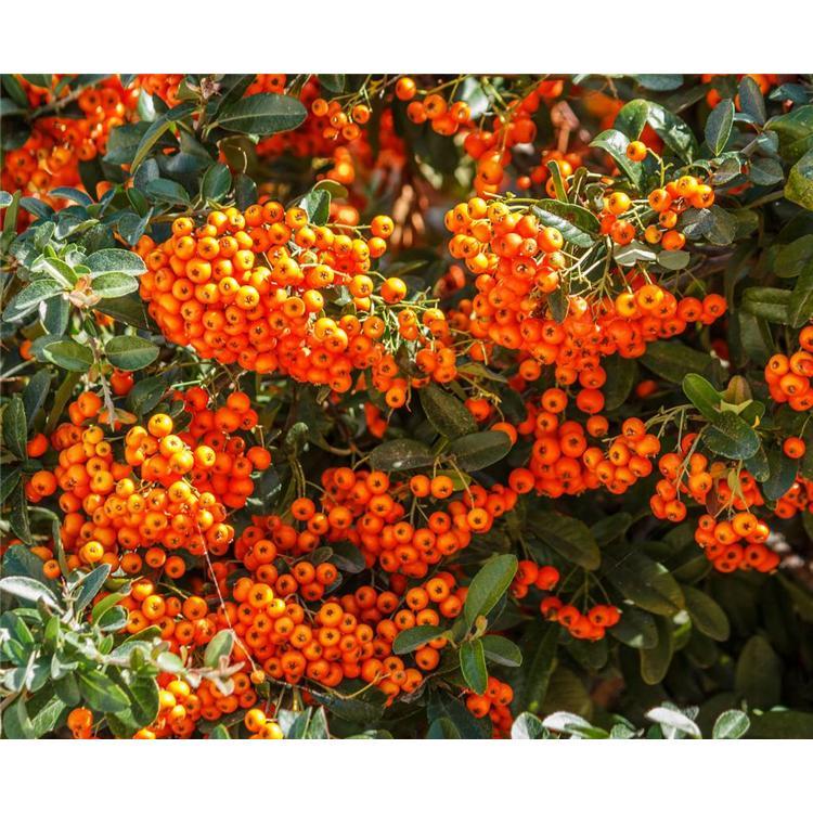 苗木品种纯良百花花楸苗产地 _百花花楸生产基地
