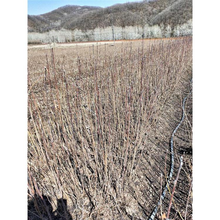 基地出售百花花楸苗生产苗木基地 _百花花楸2年苗产地