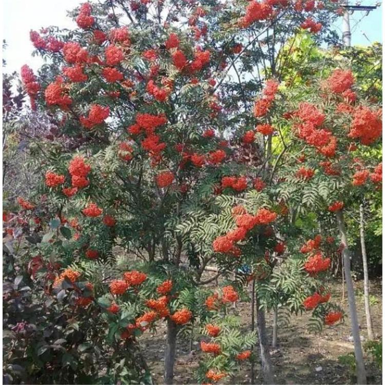 基地直销百花花楸苗价格 _百花花楸小苗苗木栽培
