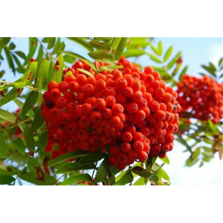 基地出售百花花楸苗苗木生产基地 _百花花楸二年苗苗木咨询