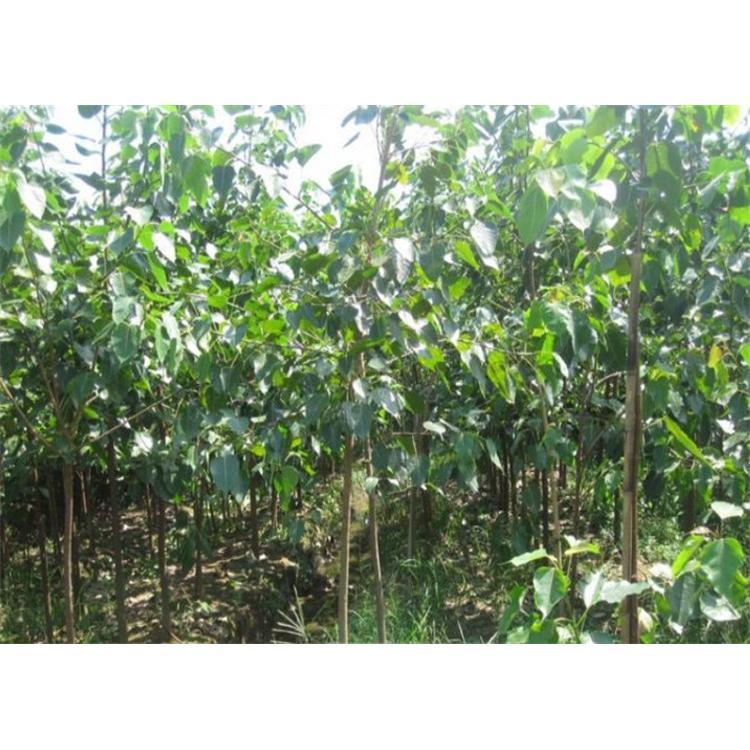 优良菩提树苗生产苗木基地 _菩提小苗苗木报价