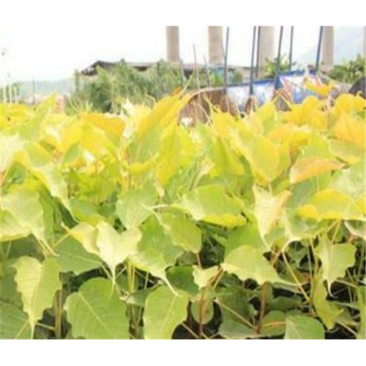春季热卖菩提树苗苗圃咨询 _菩提苗苗木产地报价