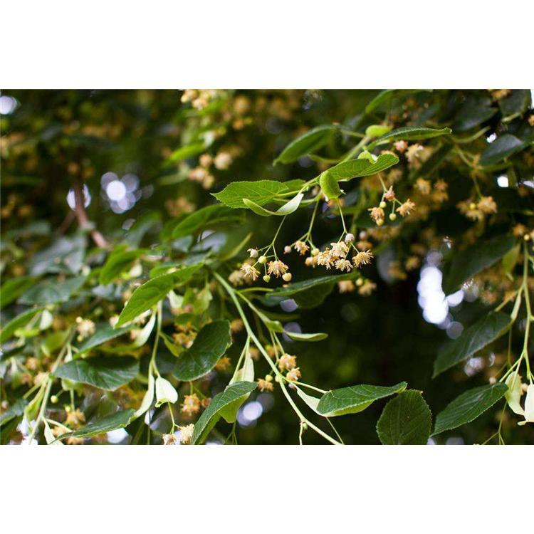 神圣之树菩提树苗苗木产地报价 _金刚菩提苗苗木产地咨询