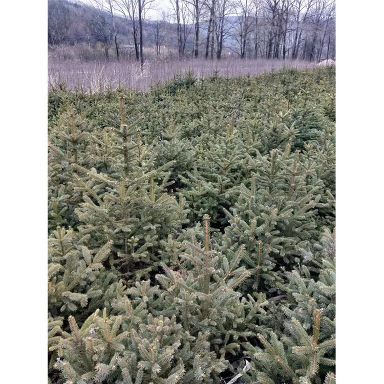 品种优良桓仁刘家苗圃露地云杉树苗苗木生产基地报价 云杉树新苗苗木大全