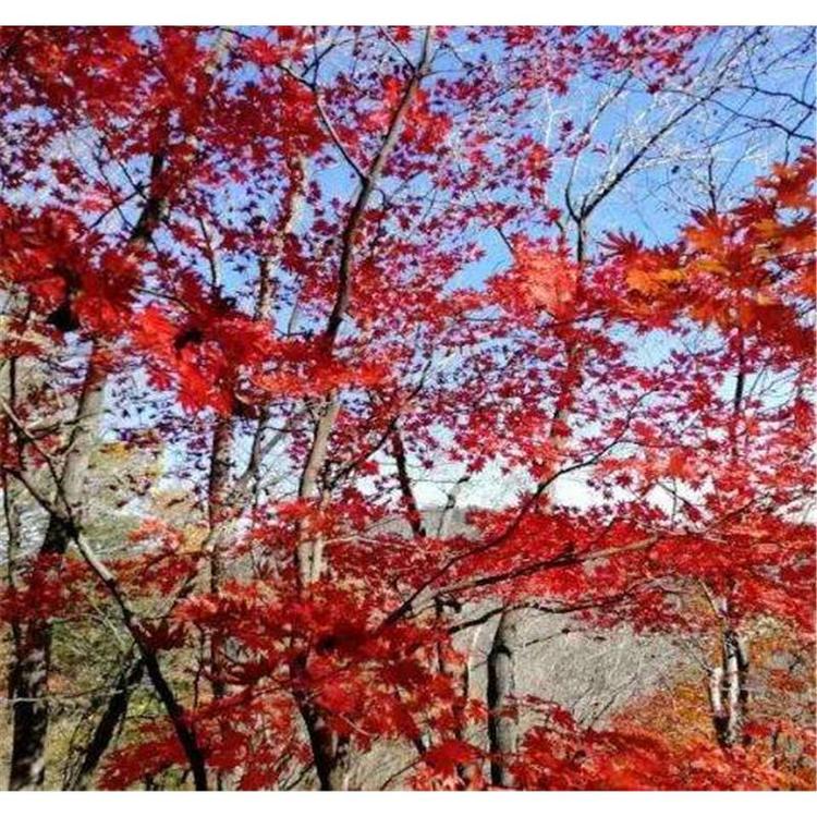 高品质九角枫树苗价格  _九角枫2年苗苗木生产基地