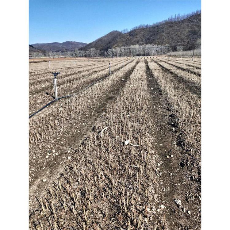 优刺五加苗苗木基地价格 _刺五加苗木生产苗木基地