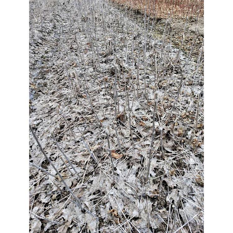 基地出售刺五加苗苗木栽培技术服务 _刺五加小苗苗木生产基地咨询