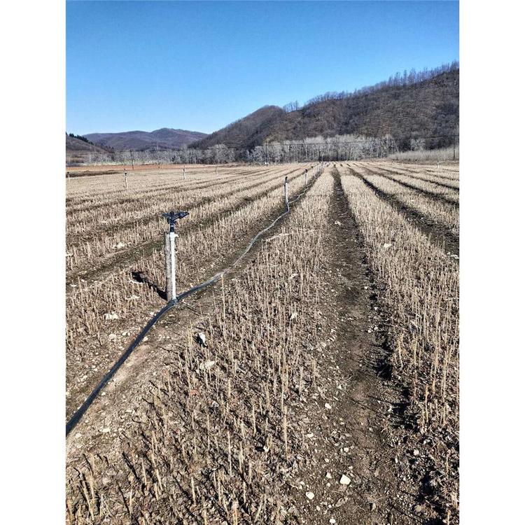 供应刺五加苗苗木生产基地 _刺五加苗圃直供