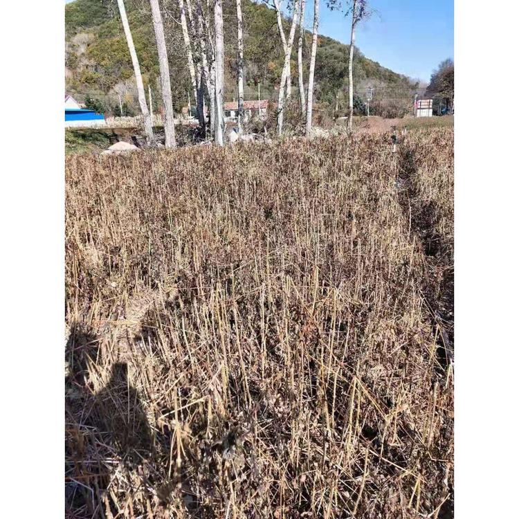 基地供应 刺嫩芽苗 苗木价格  _刺嫩芽小苗 咨询
