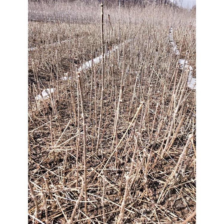 特价  刺嫩芽苗 生产苗木基地  _刺嫩芽小树苗 苗木栽培