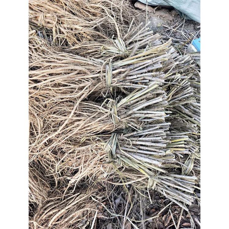 供应批发 刺嫩芽苗生产基地 _刺嫩芽树苗在线咨询
