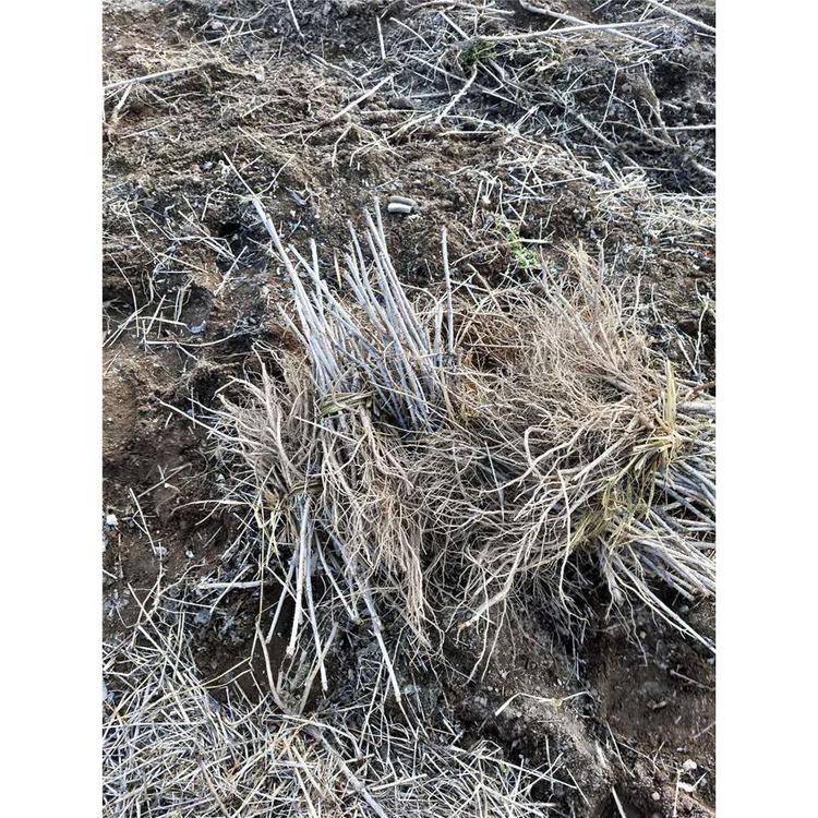 直供 刺嫩芽苗苗木生产基地  _刺嫩芽小树苗 苗木大全