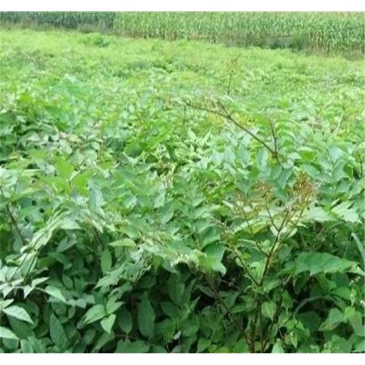 热卖 刺嫩芽苗欲购从速 _刺嫩芽一年苗生产基地