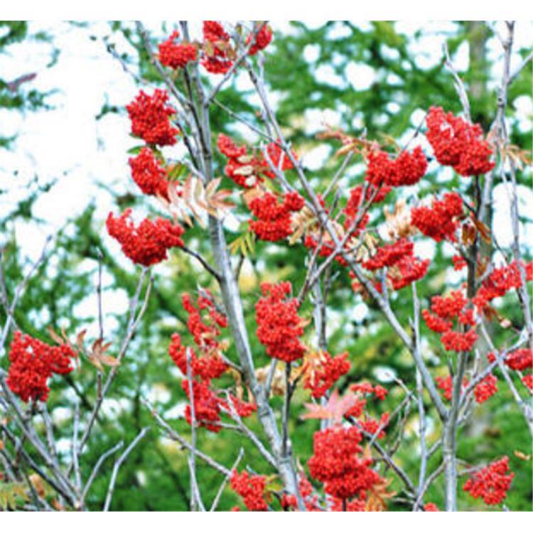 苗木品种纯良百花花楸价格  _百花花楸苗 苗木产地报价