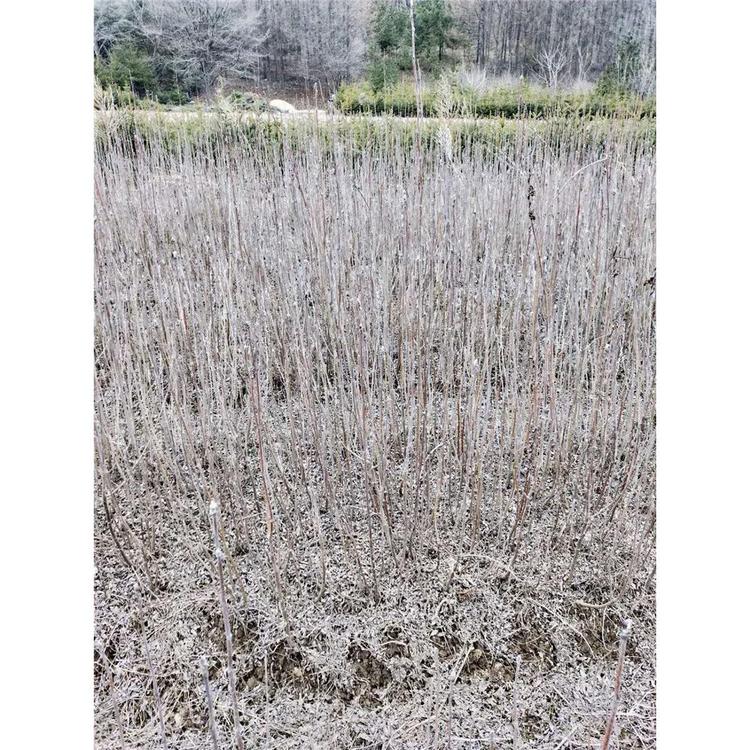 2020春季热卖百花花楸苗木生产基地咨询 _百花花楸1年苗苗木大全